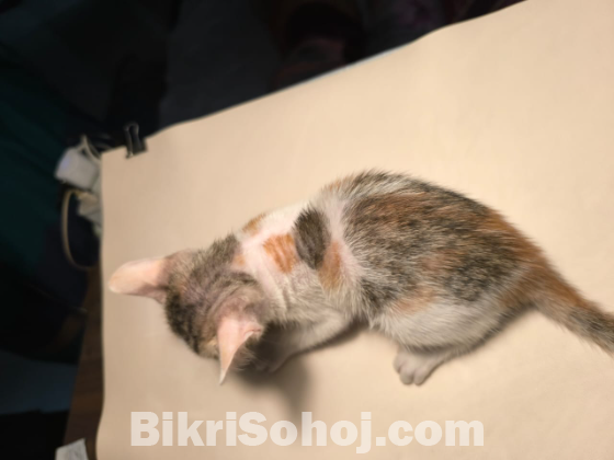 মিক্স বিড়াল
